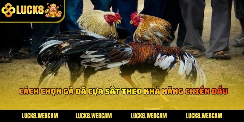 Chiến kê đang thực hiện cú đá bốc cao đầy uy lực trên sân đấu
