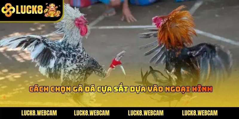 Hình ảnh minh họa vóc dáng cân đối và cơ bắp săn chắc của chiến kê