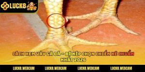 Cách Xem Vảy Gà Đá