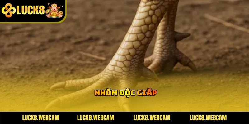 Cận cảnh vảy độc giáp nằm đơn lẻ trên hàng thành của chiến kê dũng mãnh