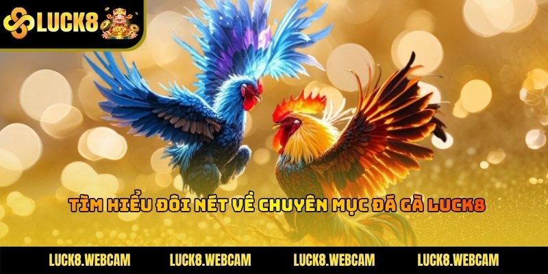 Giới thiệu chung về sảnh chọi kê với quy mô vô cùng hoành tráng